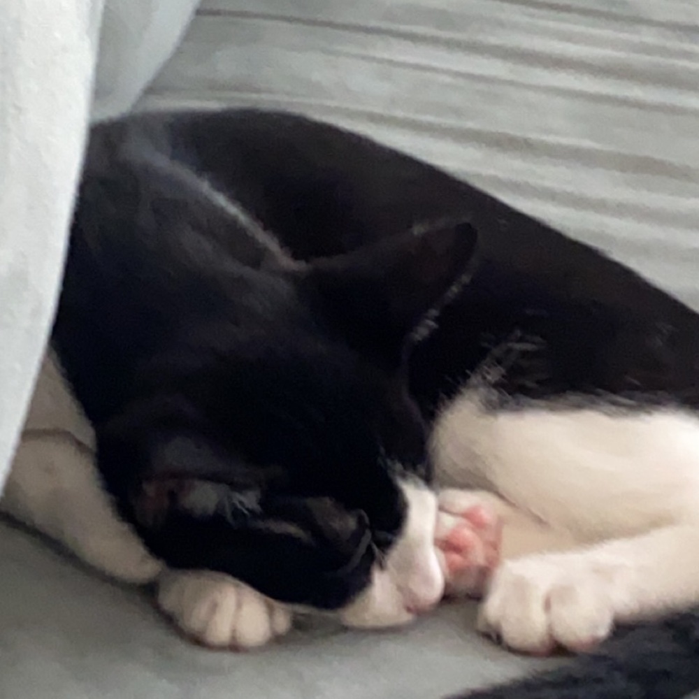 Meet your Posher, Saylor